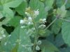 Enchanter's Nightshade (Circaea lutetiana)
