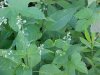 Enchanter's Nightshade (Circaea lutetiana)
