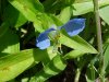 Asiatic Dayflower; Mouse Flower (Commelina communis) (has flowers that open for only one day)
