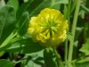 Hop Clover (Trifolium aureum)
