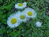 Daisy Fleabane (Erigeron annus)