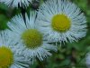 Daisy Fleabane (Erigeron annus)