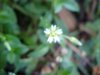 Mouse-ear Chickweed (Cerastium fontanum)
