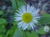 Philadelphia Fleabane (Erigeron philadelphicus)