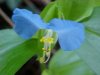 Asiatic Dayflower; Mouse Flower (Commelina communis) (has flowers that open for only one day)
