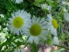 Philadelphia Fleabane (Erigeron philadelphicus)