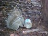Squirrel with empty Skippy jar