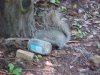 Squirrel with empty Skippy jar