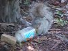 Squirrel with empty Skippy jar