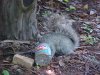 Squirrel with empty Skippy jar