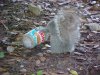 Squirrel with empty Skippy jar