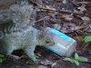 Squirrel with empty Skippy jar
