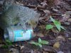 Squirrel with empty Skippy jar