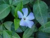 Periwinkle; Myrtle (Vinca Minor)