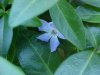 Periwinkle; Myrtle (Vinca Minor)