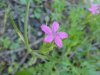 Deptford Pink; Grass Pink (Dianthus ameria)