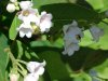 Spreading Dogbane (Apocynum androsaemifolium)