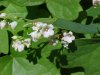 Spreading Dogbane (Apocynum androsaemifolium)