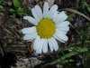 Oxeye Daisy (Leucanthemum vulgare; Chrysanthemum leucanthemum)