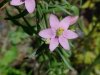 Rose Pink; Bitterbloom (Sabatia angularis)