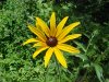 Black-eyed Susan (Rudbeckia hirta)