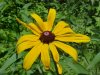 Black-eyed Susan (Rudbeckia hirta)