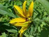 Black-eyed Susan (Rudbeckia hirta)