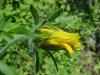 Black-eyed Susan (Rudbeckia hirta)