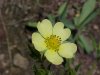 Rough-fruited Cinquefoil (Potentilla recta)