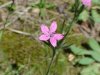 Deptford Pink; Grass Pink (Dianthus ameria)