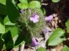 Wild Basil (Clinopodium vulgare)