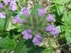 Wild Basil (Clinopodium vulgare)