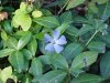 Periwinkle; Myrtle (Vinca Minor)