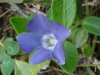 Periwinkle; Myrtle (Vinca Minor)