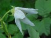 Horse Nettle (Solanum carolinense)