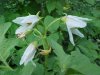 Horse Nettle (Solanum carolinense)