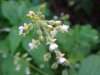 Enchanter's Nightshade (Circaea lutetiana)
