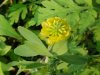 Hop Clover (Trifolium aureum)