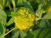 Hop Clover (Trifolium aureum)