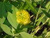 Hop Clover (Trifolium aureum)