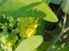 Hop Clover (Trifolium aureum)