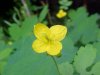 Greater Celandine; Wartweed (Chelidonium majus)
