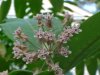 Common Milkweed (Asclepias syriaca)