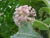 Common Milkweed (Asclepias syriaca)