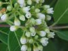 Indian Hemp (Apocynum cannabinum) (A Dogbane - True Hemp is Cannabis; another family)