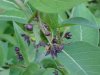 Black swallow-wort (Cynanchum nigrum; Cynanchum rossicum)