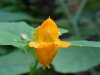 Pale Touch-me-not; Jewelweed (Impatiens pallida)