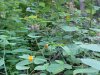 Pale Touch-me-not; Jewelweed (Impatiens pallida)