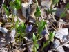 Budding Periwinkle; Myrtle (Vinca Minor)