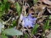 Blurred Periwinkle; Myrtle (Vinca Minor)